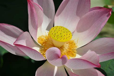  Die himmlische Lotusblüte! Eine Reise durch die spirituellen Tiefen der Sukhothai-Kunst